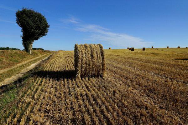 agricultura união europeia política agrícola comum